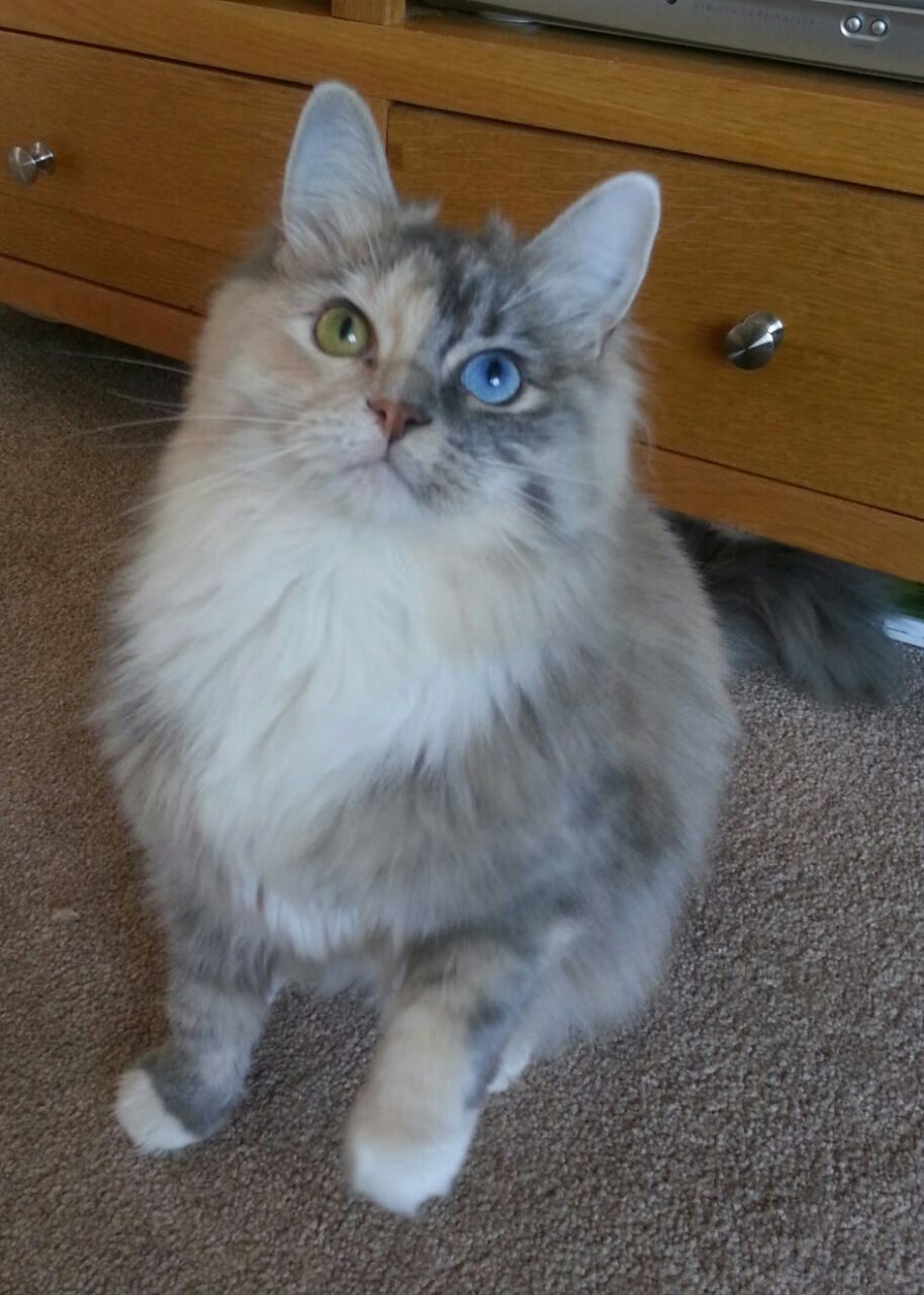 华体会-中国足球门将反应时间与扑救角度关系，世界足球门将扑救视频  第2张