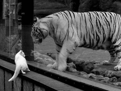 华体会-中国足球门将技术细项评分对比分影响分析，中国足球门将排名  第5张