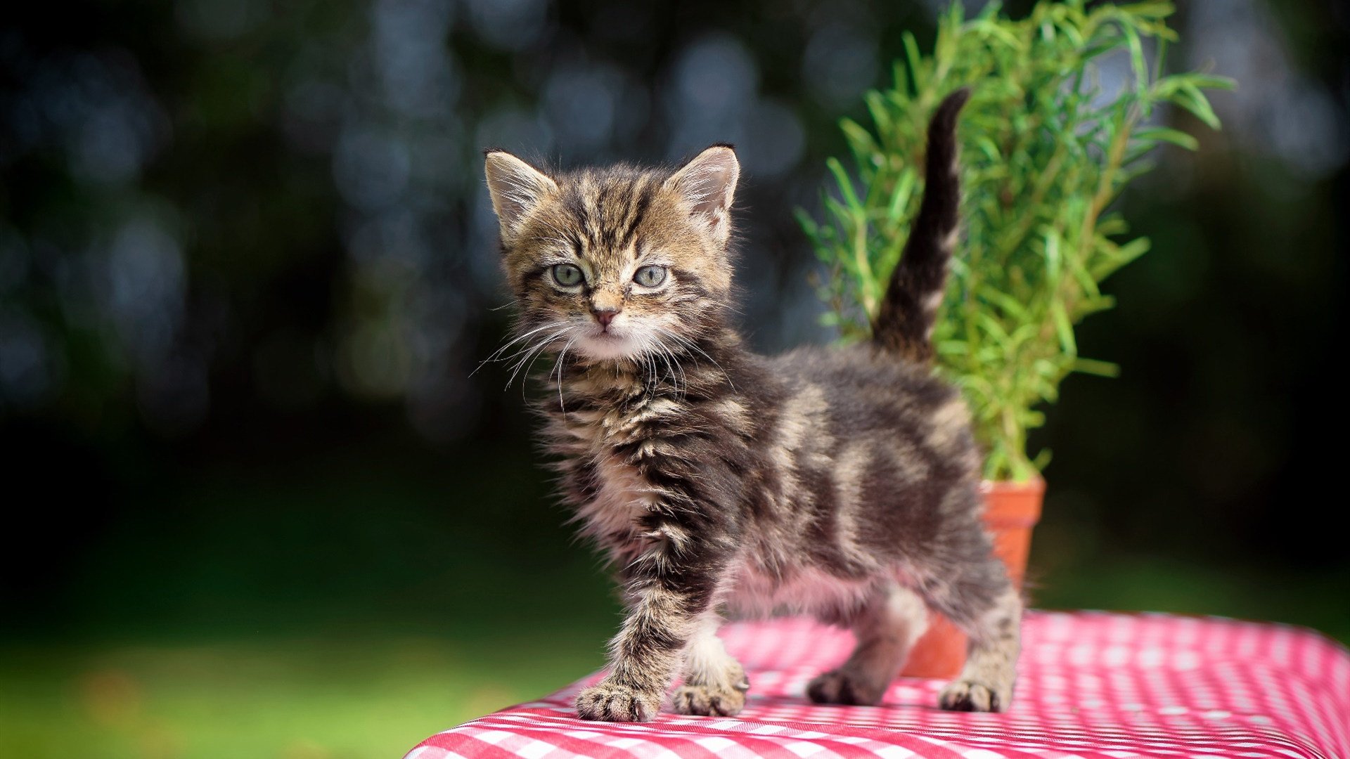 华体会平台-中国足球队体能训练系统研究，中国足球队体能训练系统研究论文