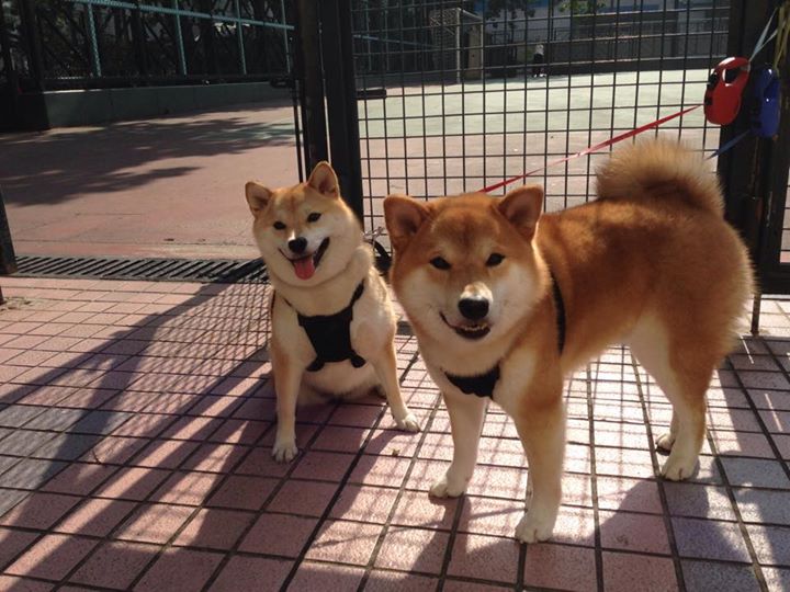 华体会网站-“简阳文体中心：篮球选手在赛场上挑战极限突破”