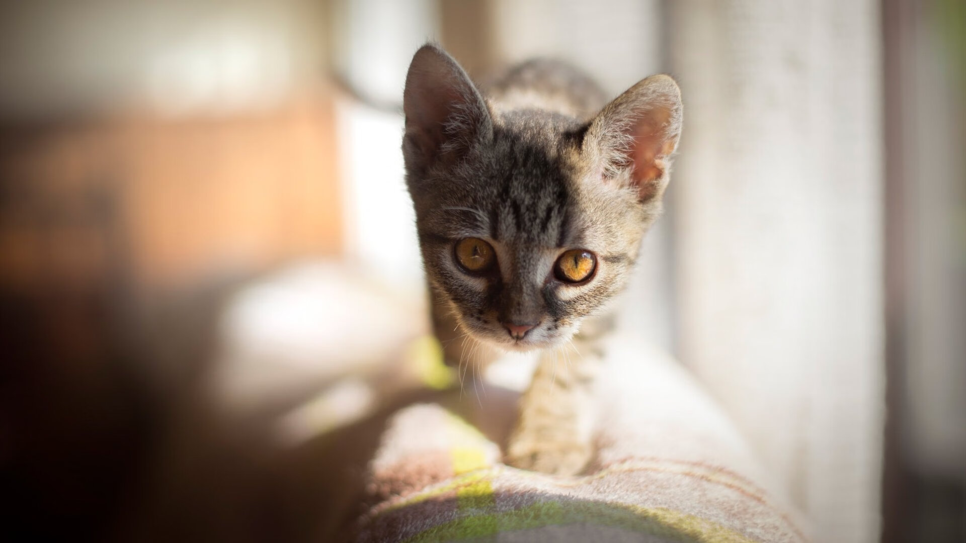 华体会平台-五大联赛主力球员连场出战是否影响射门质量，五大联赛连胜最多的球队