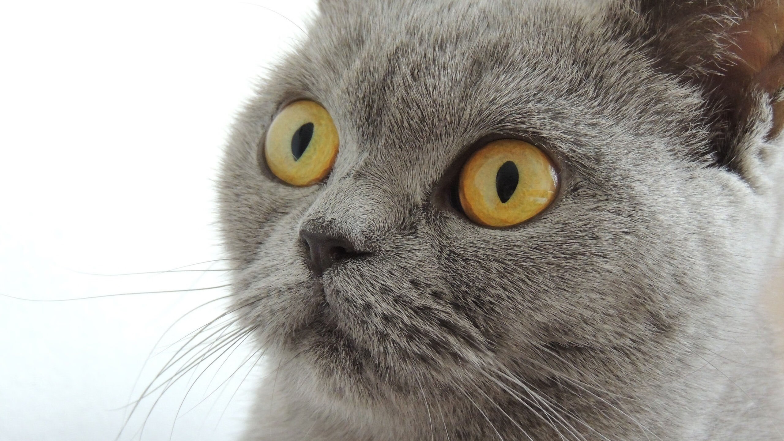 华体会在线登录-奥预赛国家队逆袭 球员表现获得教练点赞，奥预赛积分榜