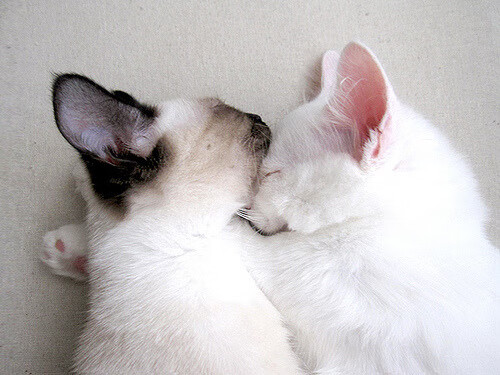 华体会在线下载-巴西青训体系持续升级，未来足球之星不断涌现