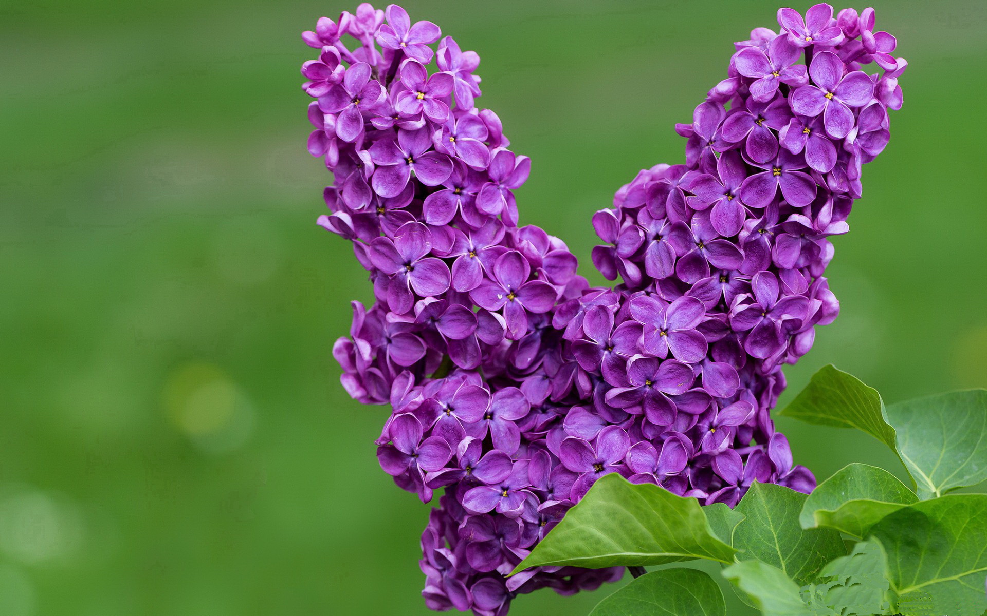 华体会app登入-曼联在关键战中逆转取胜，追赶积分榜前列