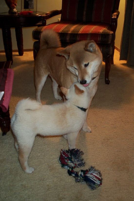 华体会官方网站-湖人内线球员频频抢板打乱对手节奏，湖人内扛