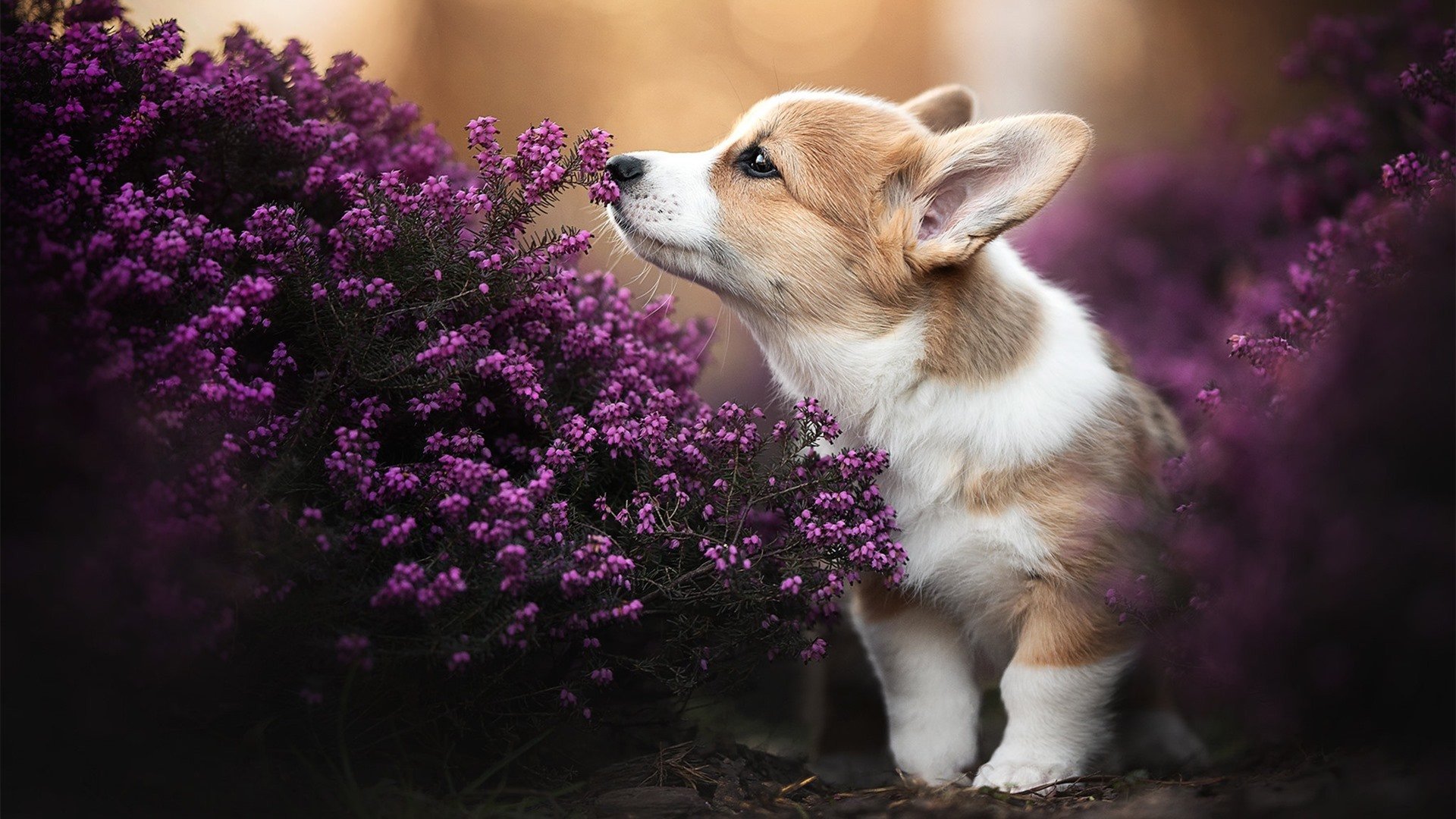 华体会在线下载-湖人训练结束后球员展开三分挑战，湖人队史三分纪录