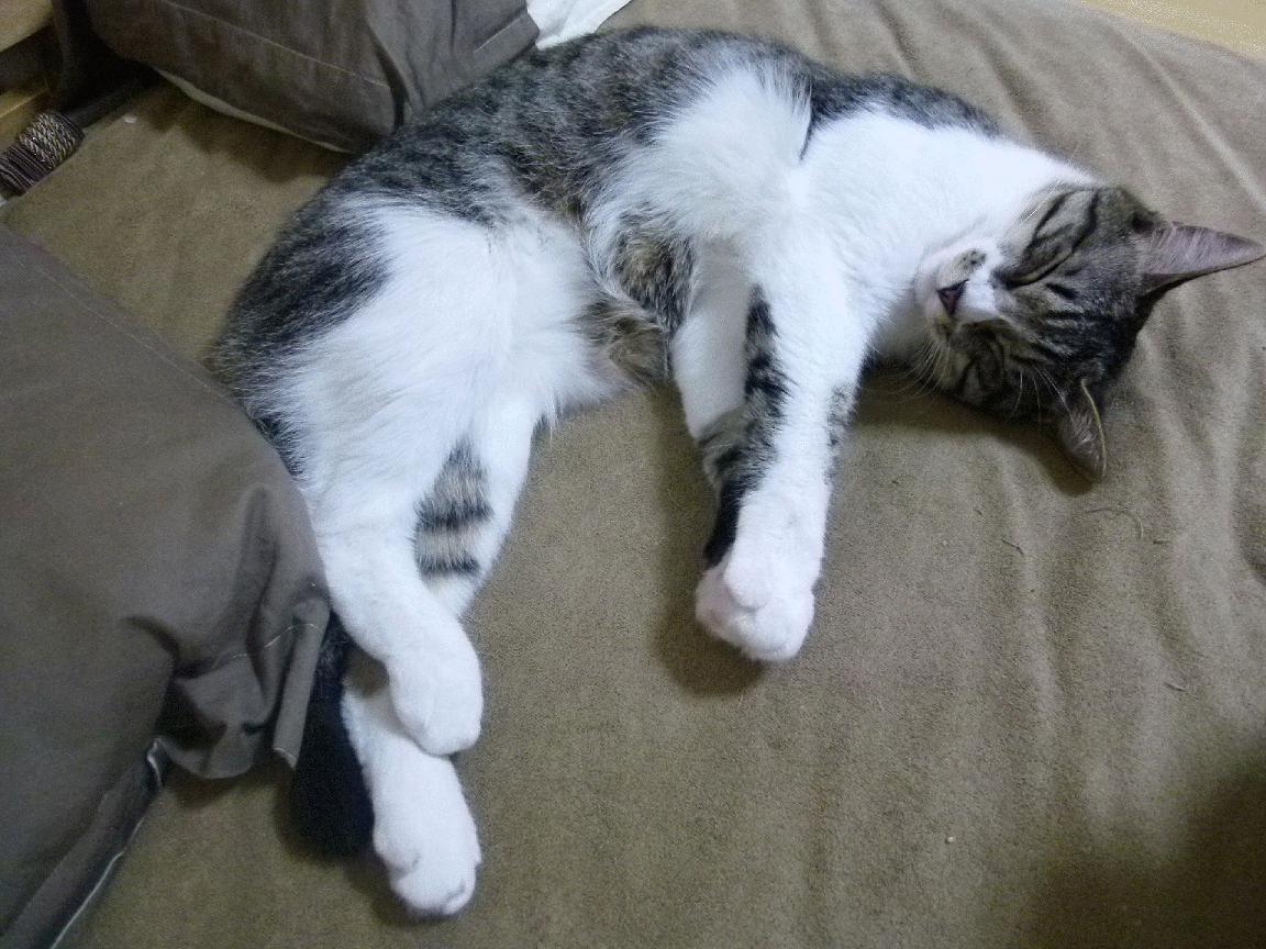 华体会在线-陈艺文稳定发挥晋级决赛，陈艺文没参加三米板奥运