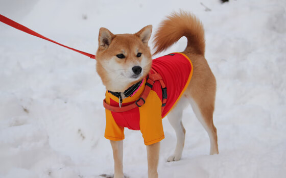 华体会app注册-鹈鹕训练照公开展示球员刻苦备战场景，鹈鹕的队员名单