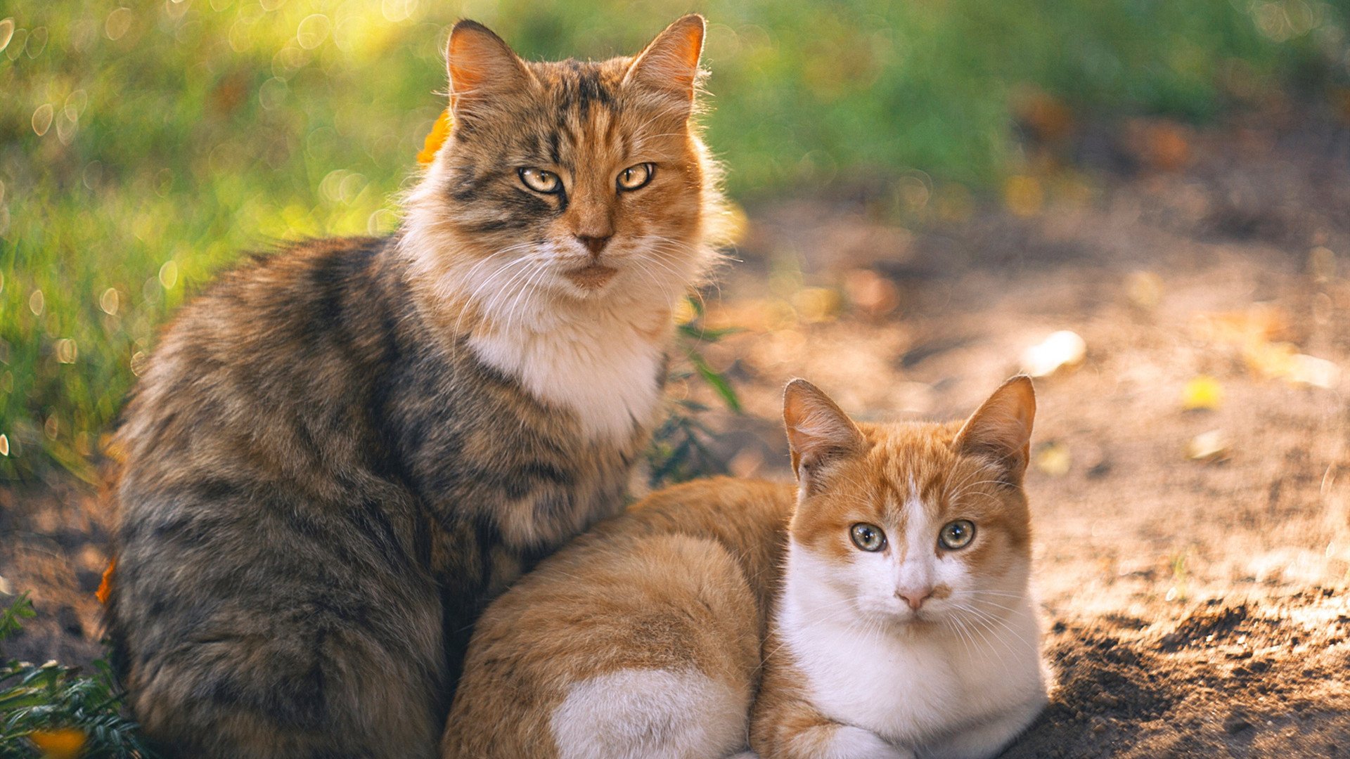 华体会-9月16日足彩详解，005成最大分歧场！，2021年9月16日足球比赛