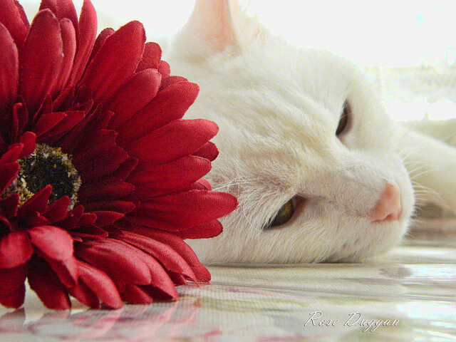 华体会app下载-凡尘组合2-1逆转世界第18，展现强大战斗力，凡尘逆神